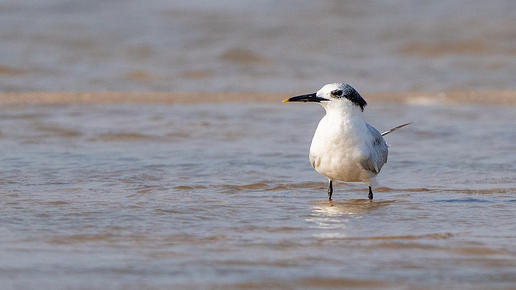 Sandwich Tern